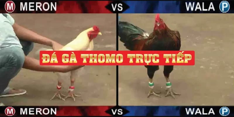 Mẹo cược trực tiếp đá gà Thomo cho anh em