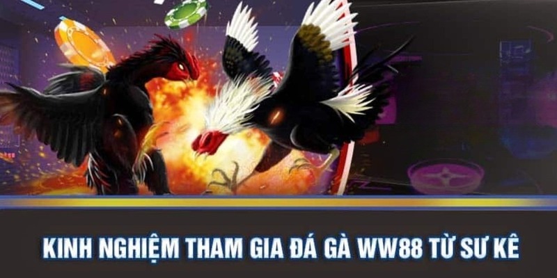 Kinh nghiệm tham gia đá gà tại WW88 từ sư kê